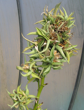 Pépinière Palmaris Agave braceana 