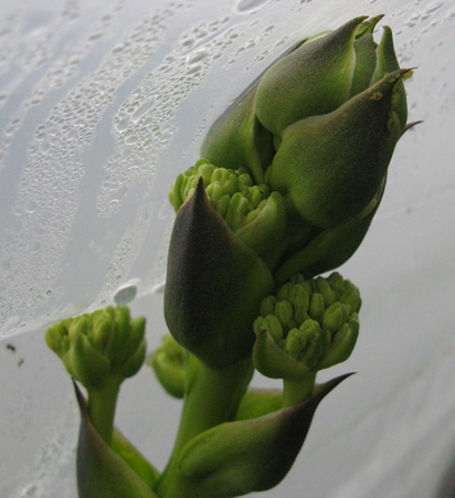 Pépinière Palmaris Agave braceana 