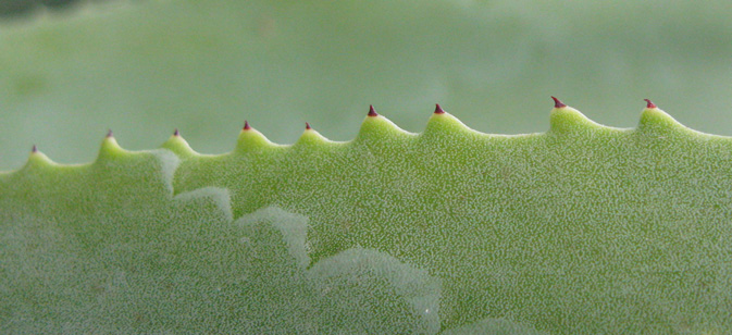 Pépinière Palmaris Agave braceana 