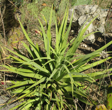 Palmaris Agave bracteosa Cactuseraie