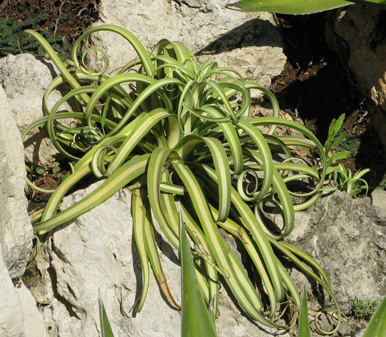 Palmaris Agave bracteosa mediopicta alba Monaco