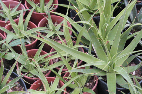 Palmaris Agave bracteosa