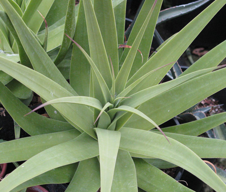 Palmaris Agave bracteosa