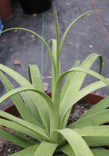 Palmaris Agave bracteosa