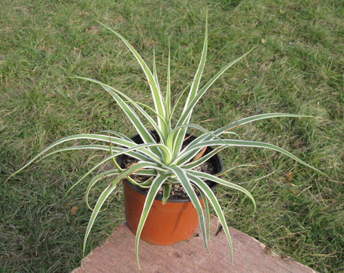 Pépinière Palmaris Agave bracteosa marginata "Monterrey Frost"