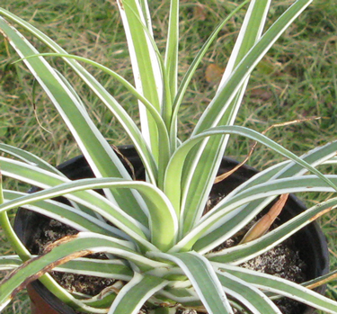 Pépinière Palmaris Agave bracteosa marginata "Monterrey Frost"