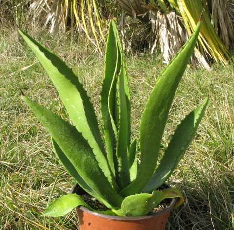 Pépinière Palmaris Agave brevispina