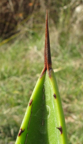 Pépinière Palmaris Agave brevispina