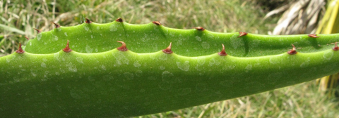 Pépinière Palmaris Agave brevispina