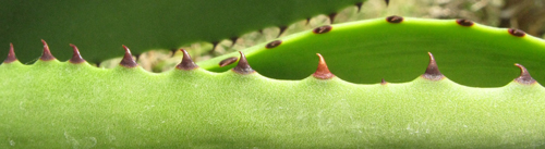 Pépinière Palmaris Agave brevispina