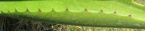 Pépinière Palmaris Agave brevispina