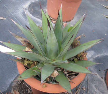 Pépinière Palmaris Agave X "Burnt burgundy" Van der Meer