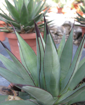 Pépinière Palmaris Agave X "Burnt burgundy" Van der Meer