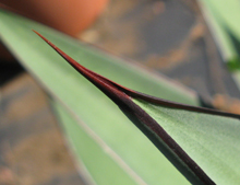 Pépinière Palmaris Agave X "Burnt burgundy" spinosa Van der Meer