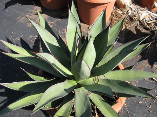 Pépinière Palmaris Agave X "Burnt burgundy" spinosa Van der Meer