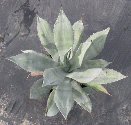 Pépinière palmaris Agave calodonta