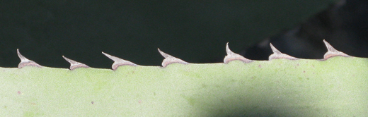 Pépinière palmaris Agave calodonta