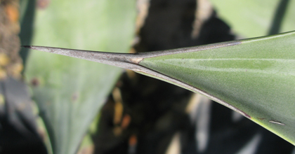 Pépinière palmaris Agave calodonta