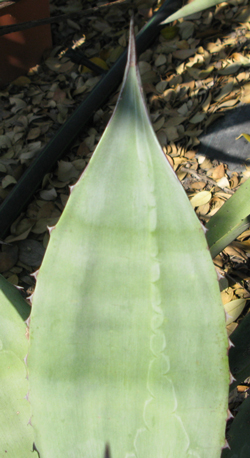 Pépinière palmaris Agave calodonta