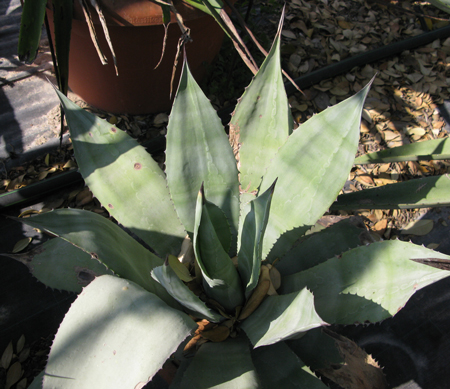 Pépinière palmaris Agave calodonta Van der Meer