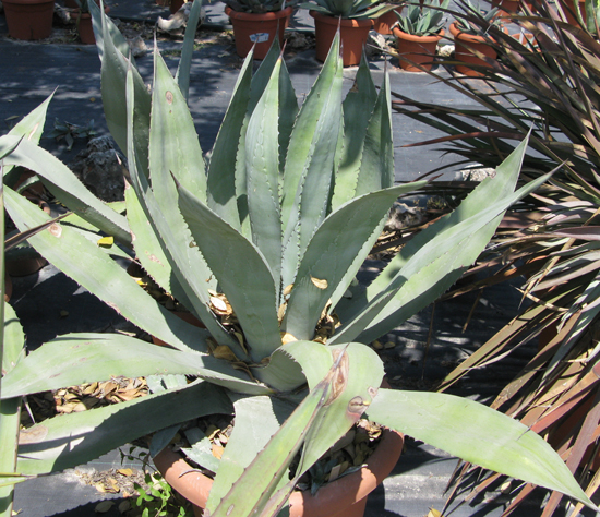 PÃ©piniÃ¨re palmaris Agave calodonta Van der Meer