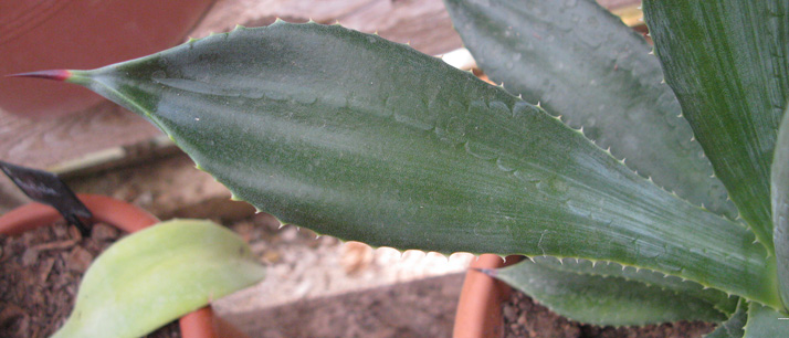 Pépinière Palmaris Agave cantala