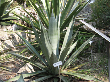 Pépinière Palmaris Agave cantala Hanbury