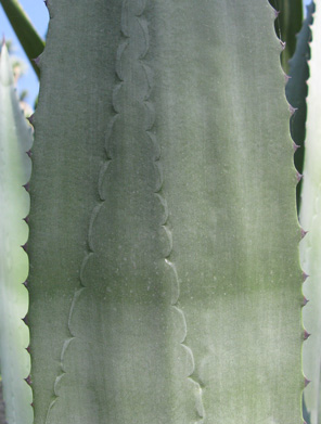 Pépinière Palmaris Agave cantala