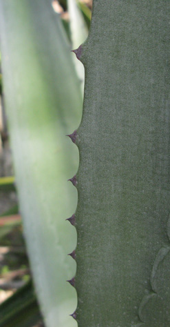 Pépinière Palmaris Agave cantala