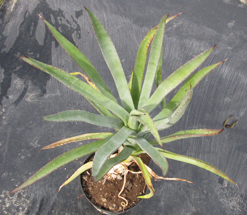 Pépinière Palmaris Agave capensis