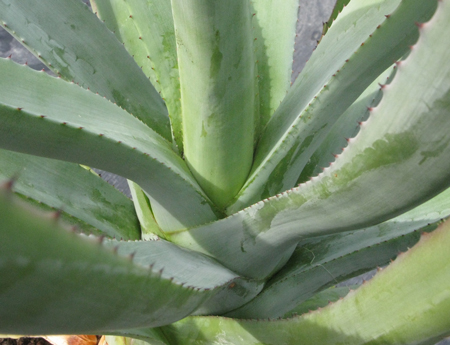 Pépinière Palmaris Agave capensis