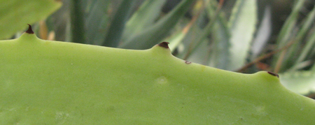 Pépinière Palmaris Agave capensis