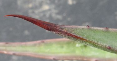 Pépinière Palmaris Agave capensis