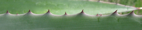 Pépinière Palmaris Agave capensis