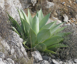 Palmaris Agave celsii albicans Foncaude