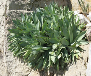 Palmaris Agave celsii albicans Monaco