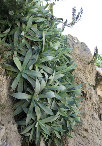 Palmaris Agave celsii albicans Monaco