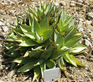 Palmaris Agave celsii albicans Nice