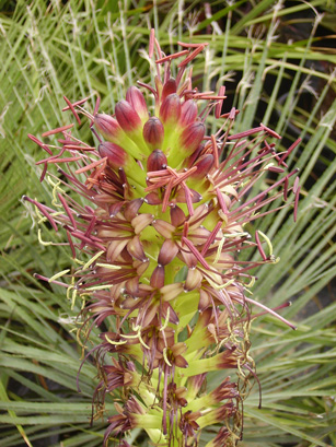 Palmaris Agave celsii albicans fleurs