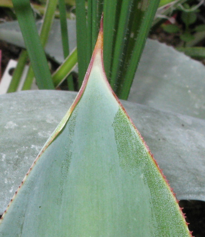 Palmaris Agave celsii celsii