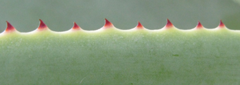 Pépinière Palmaris Agave celsii albicans