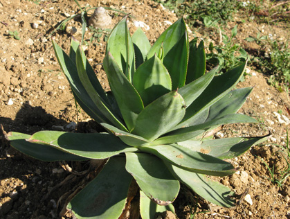 Palmaris Agave celsii celsii Cactuseraie