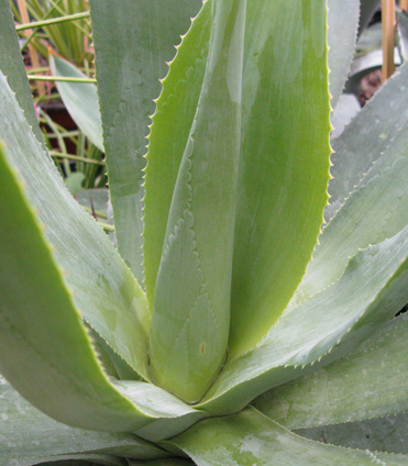 Palmaris Agave celsii celsii