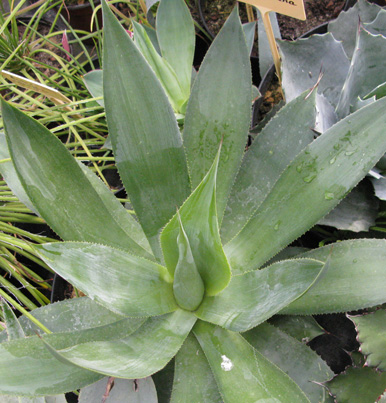 Palmaris Agave celsii celsii