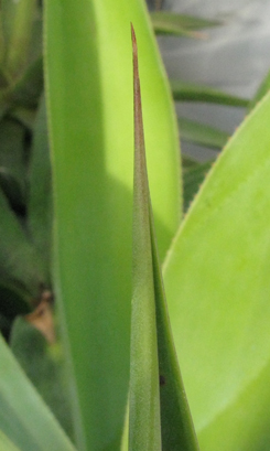 Pépinière Palmaris Agave celsii celsii