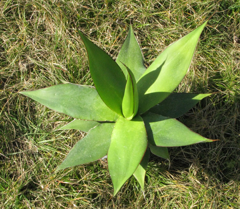 Pépinière Palmaris Agave chazaroi