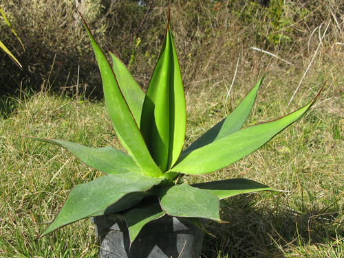 Pépinière Palmaris Agave chazaroi