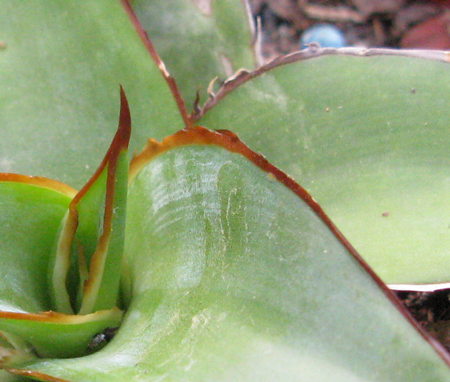 Pépinière Palmaris Agave chazaroi