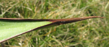 Pépinière Palmaris Agave chazaroi