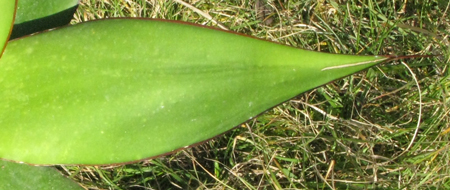 Pépinière Palmaris Agave chazaroi